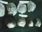 180 Unpolished and Polished Pearl Shells.JPG (34 KB)